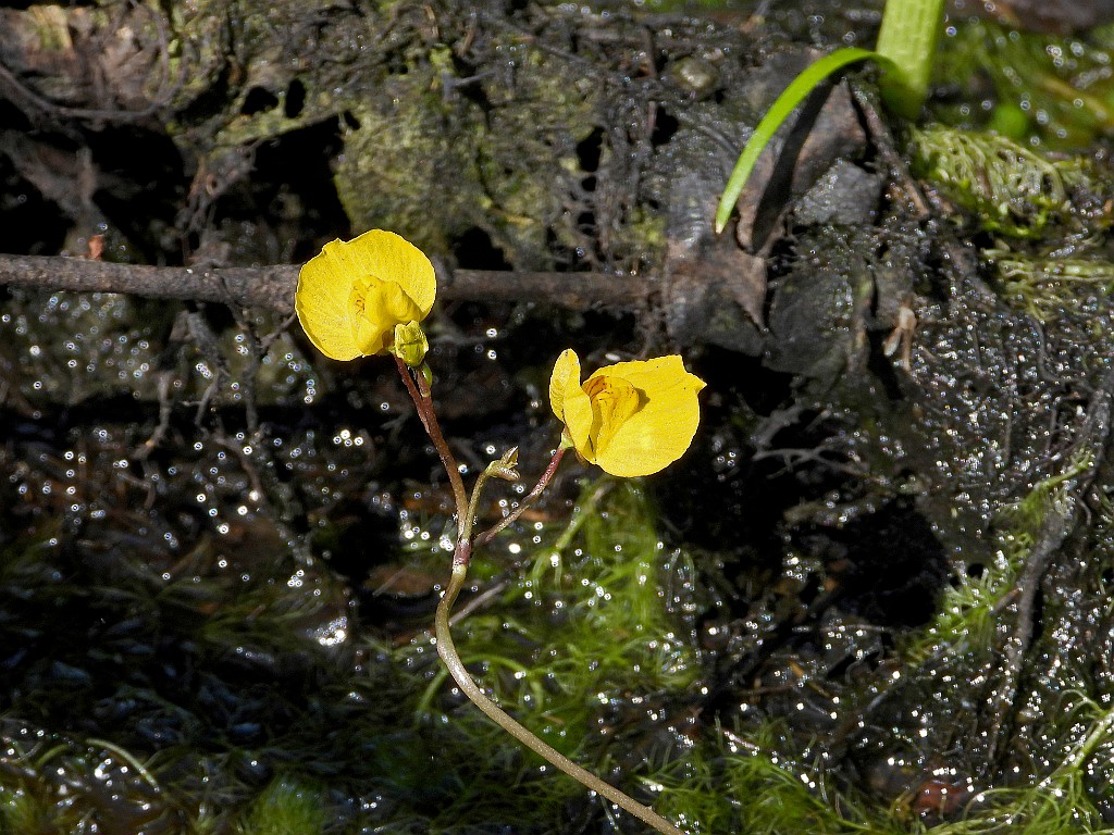Loos blaasjeskruid [18475] 24-jul-2022 (Haaksbergerveen, Haaksbergen).JPG - Loos blaasjeskruid [Utricularia australis]